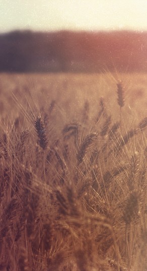 Wheat Field Web Sidebar